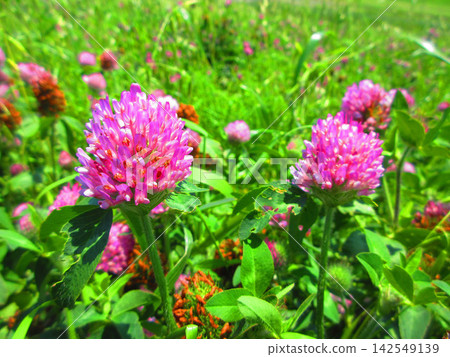 A scene of red clover (Trifolium repens) in bright sunlight. A scene of red clover (Trifolium repens) in bright sunlight. 142549139
