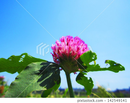A scene of red clover (Trifolium repens) in bright sunlight. A scene of red clover (Trifolium repens) in bright sunlight. 142549141