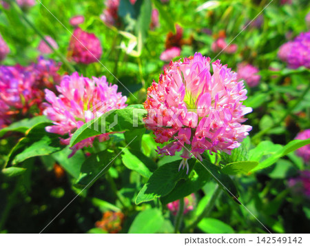A scene of red clover (Trifolium repens) in bright sunlight. A scene of red clover (Trifolium repens) in bright sunlight. 142549142