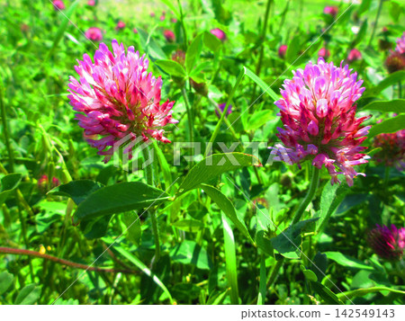 A scene of red clover (Trifolium repens) in bright sunlight. A scene of red clover (Trifolium repens) in bright sunlight. 142549143