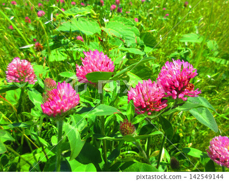 陽光明媚下盛開的紅三葉草(Trifolium repens)。 陽光明媚下盛開的紅三葉草(Trifolium repens)。 142549144