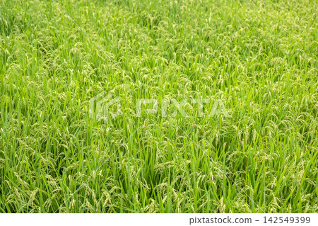 Rice, Autumn, Japanese rural landscape, September Rice, Autumn, Japanese rural landscape, September 142549399