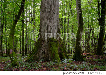 Bialowieza forest ancient oak tree mossy trunk Bialowieza forest ancient oak tree mossy trunk 142549439