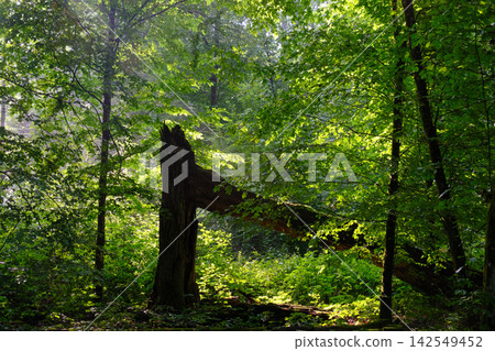 Bialowieza forest showing sunlight illuminating ancient trees 142549452