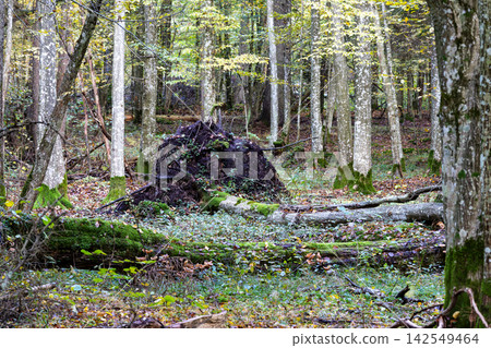 Bialowieza Forest primeval woods showing fallen trees and mossy roots Bialowieza Forest primeval woods showing fallen trees and mossy roots 142549464