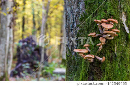 Group of mushrooms growing on mossy tree in Bialowieza Forest Group of mushrooms growing on mossy tree in Bialowieza Forest 142549465