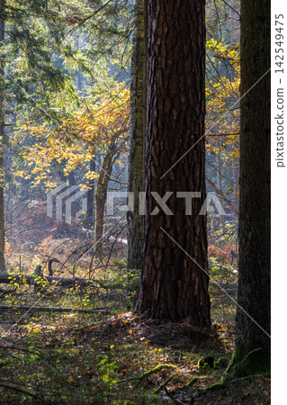 Bialowieza Forest showing autumn colors and sunbeam through ancient trees 142549475