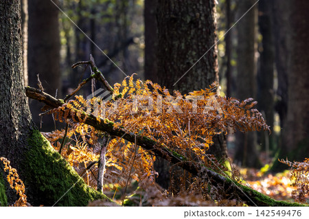 Golden autumn fern growing in Bialowieza Forest 142549476