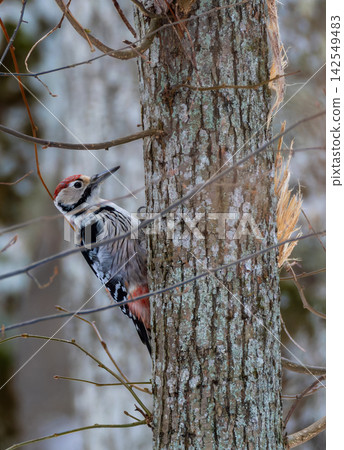 White backed woodpecker climbing tree in Bialowieza Forest White backed woodpecker climbing tree in Bialowieza Forest 142549483