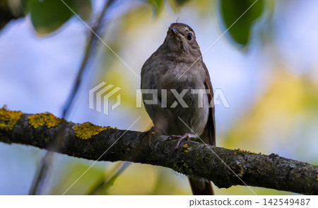 Nightingale perching on branch observing natural habitat Nightingale perching on branch observing natural habitat 142549487