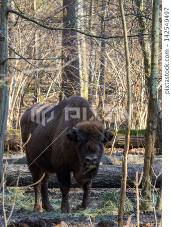 European bison wisent standing in Bialowieza Forest European bison wisent standing in Bialowieza Forest 142549497