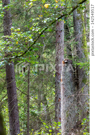 Bialowieza Forest ancient woodland ecosystem with dense trees Bialowieza Forest ancient woodland ecosystem with dense trees 142549517