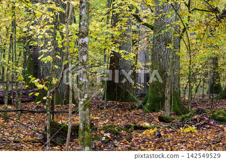 Bialowieza Forest primeval trees in autumn season Bialowieza Forest primeval trees in autumn season 142549529
