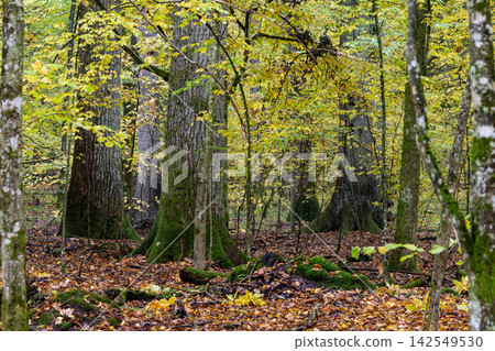 Bialowieza Forest showing primeval woodland in autumn Bialowieza Forest showing primeval woodland in autumn 142549530