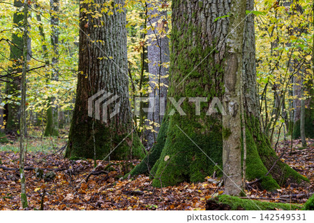 Ancient mossy trees in Bialowieza Forest during autumn Ancient mossy trees in Bialowieza Forest during autumn 142549531