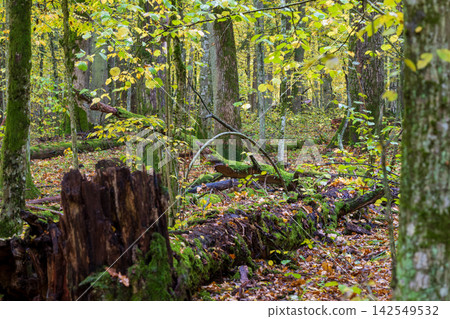 Bialowieza Forest showing primeval woodland in autumn Bialowieza Forest showing primeval woodland in autumn 142549532