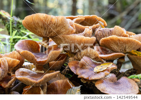 Honey fungus Armillaria growing in Bialowieza Forest Honey fungus Armillaria growing in Bialowieza Forest 142549544