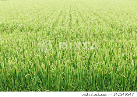 米領域米panicle 142549547