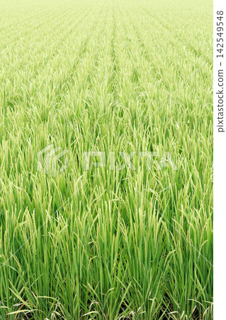 米領域米panicle 142549548