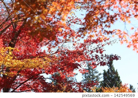 The vibrant autumn colors spread across the trees. The vibrant autumn colors spread across the trees. 142549569