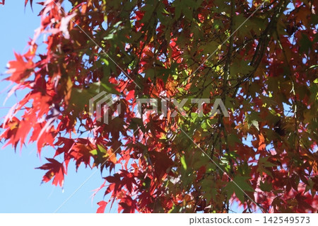 Autumn leaves Autumn leaves 142549573