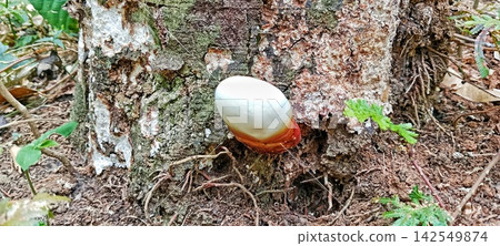 Ganoderma fungus growing on a forest tree trunk Ganoderma fungus growing on a forest tree trunk 142549874