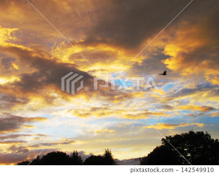 （埼玉縣河口市附近）美麗的緋紅夕陽景色 142549910