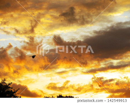 （埼玉縣河口市附近）美麗的緋紅夕陽景色 142549913