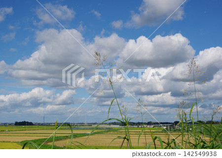 Summer blue sky, white clouds, embankment, and wetland Summer blue sky, white clouds, embankment, and wetland 142549938