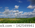 Rice paddies, blue sky, clouds, embankments, and wetlands in midsummer Rice paddies, blue sky, clouds, embankments, and wetlands in midsummer 142549941
