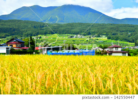 從長野縣飯綱町穆雷眺望飯綱山和冷泉寺山（長野縣飯綱町）[2026年9月] 142550447