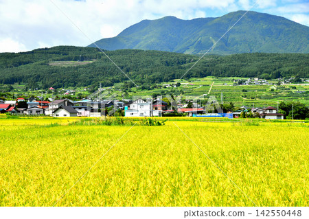 從長野縣飯綱町穆雷眺望飯綱山和冷泉寺山（長野縣飯綱町）[2026年9月] 142550448