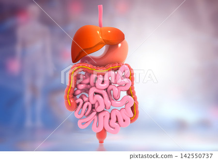 Human digestive system Human digestive system 142550737
