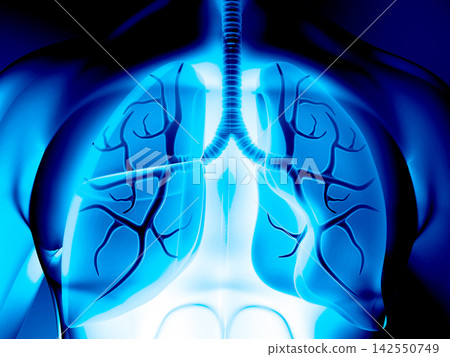 Human body with respiratory system, lungs anatomy Human body with respiratory system, lungs anatomy 142550749