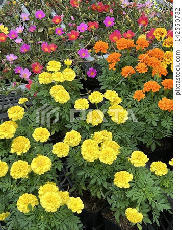 五顏六色的花床 五顏六色的花床 142550782
