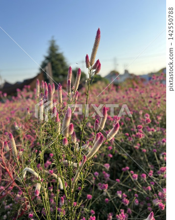 粉紅雞冠花 粉紅雞冠花 142550788