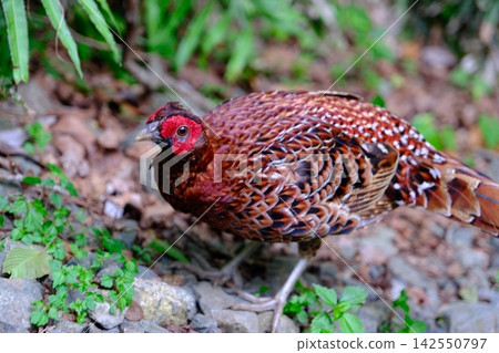 A Japanese Pheasant walking along a forest road - a wild bird native to Japan A Japanese Pheasant walking along a forest road - a wild bird native to Japan 142550797