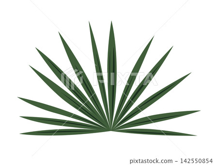 Stylized fan palm leaf arrangement with radiating elongated fronds in muted green palette suitable for decorative patterns and branding, with palm, leaf, fan, frond detail Stylized fan palm leaf arrangement with radiating elongated fronds in muted green palette suitable for decorative patterns and branding, with palm, leaf, fan, frond detail 142550854