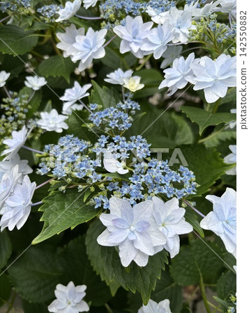 繡球花 繡球花 142550882