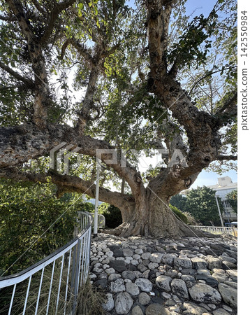 Old sycamore tree in Jacob garden in Tel-Aviv Old sycamore tree in Jacob garden in Tel-Aviv 142550984