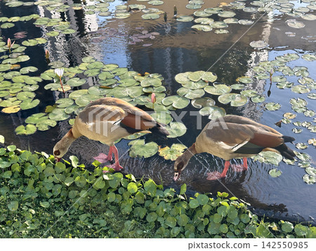 Pair of Egyptian geese (lat.- Alopochen aegyptiaca) Pair of Egyptian geese (lat.- Alopochen aegyptiaca) 142550985