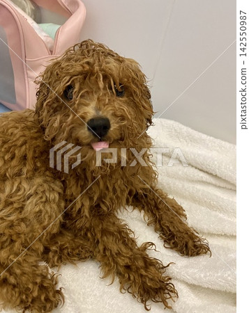 Wet brown poodle resting on white towel after bathing indoors Wet brown poodle resting on white towel after bathing indoors 142550987
