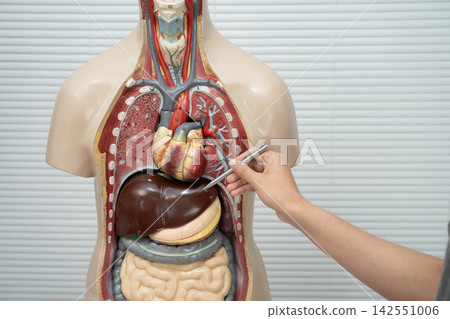 Asian student learning with human body model in anatomy biology in classroom at high school. Asian student learning with human body model in anatomy biology in classroom at high school. 142551006