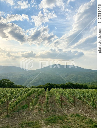 Vineyard rows stretch toward forested mountains beneath spectacular sunlit summer clouds Vineyard rows stretch toward forested mountains beneath spectacular sunlit summer clouds 142551056