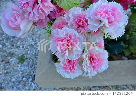 Pink and White Carnation Flowers in Planter. Pink and White Carnation Flowers in Planter. 142551264