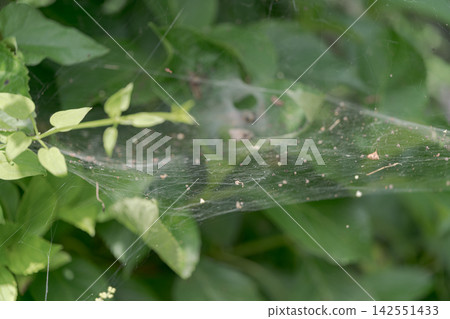Spider web, spider web, plant, green, nature, thread, nest, insect, summer Spider web, spider web, plant, green, nature, thread, nest, insect, summer 142551433