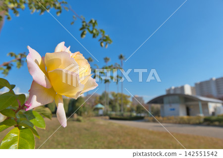 藍天和白玫瑰 藍天和白玫瑰 142551542
