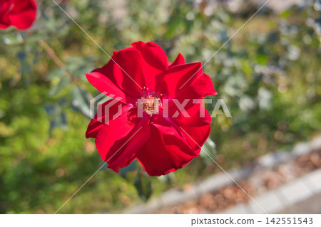 一朵紅玫瑰 一朵紅玫瑰 142551543