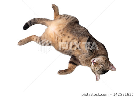 Tabby Cat Lying on Back Sleeping Tabby Cat Lying on Back Sleeping 142551635