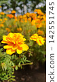 flower bed with marigolds 142551745